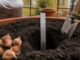Cum se plantează corect lalelele toamna pentru o grădină plină de culoare primăvara