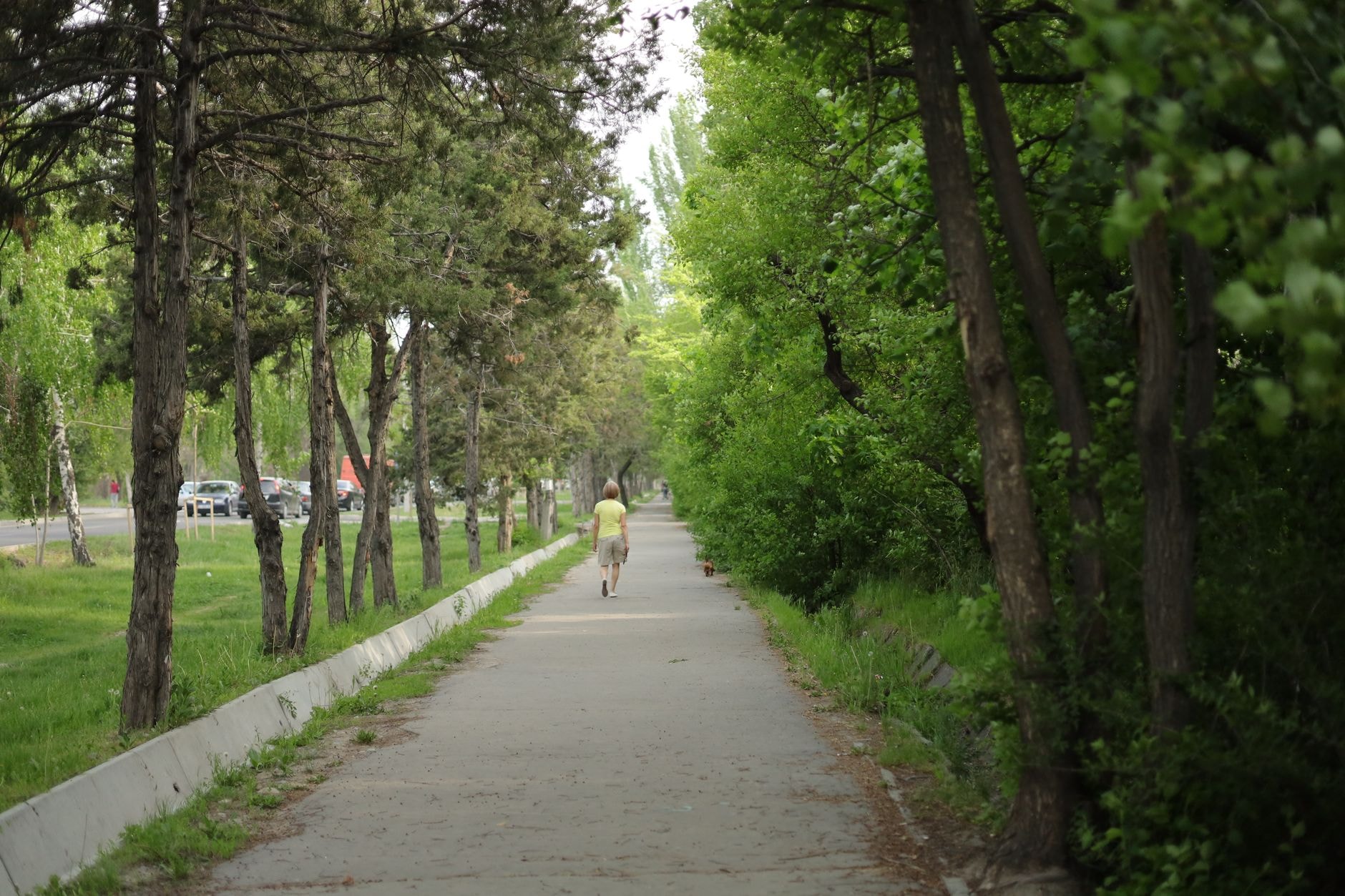 O femeie se plimbă pe o alee înconjurată de arbori verzi