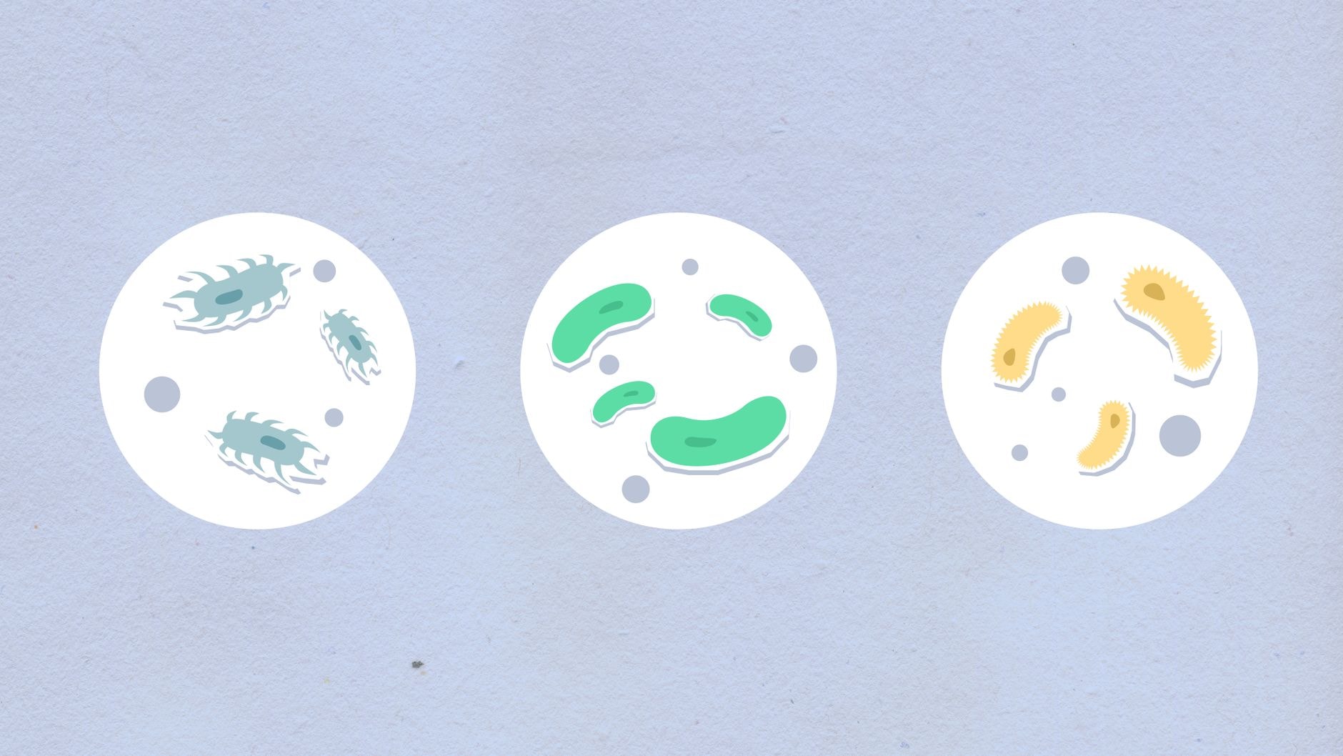 Bacterii cauzatoare de ciumă